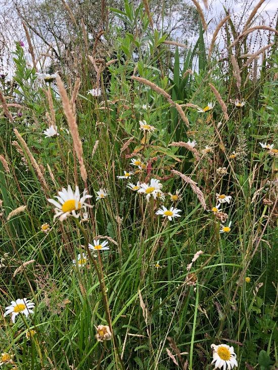 Common wild flowers found along the canal Towpath